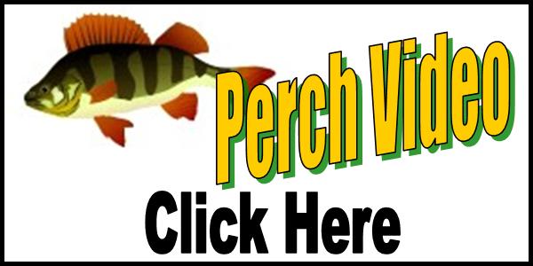 Ice Fishing Perch Video Tag 2016-150