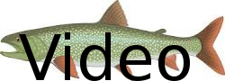 watch lake trout fishing video