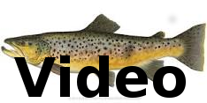 Click Above for Brown Trout Video