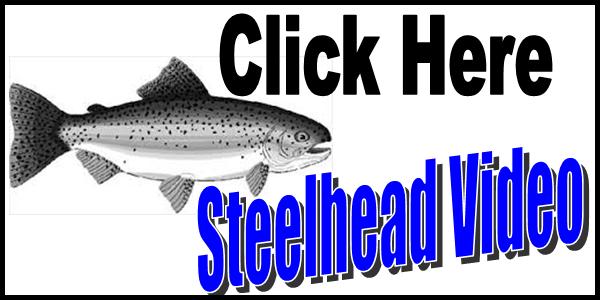 Steelhead Video Tag 2016-150