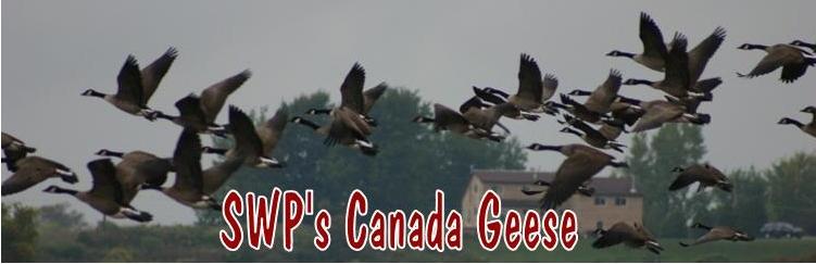 SWP canada Geese