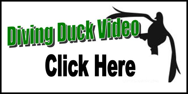 Diving Duck Video Tag 2016-150