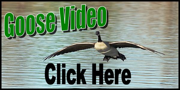 Migrant Goose Video Tag 2016-150