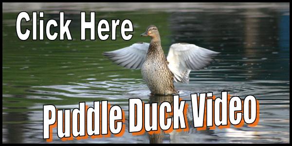 Puddle Duck Video Tag 2016-150