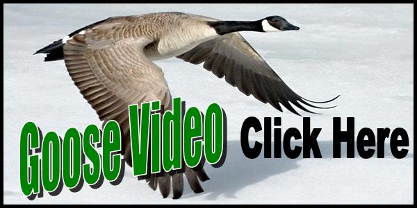 Resident Goose Video Tag 2016-150
