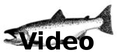 Click Above for Salmon Video